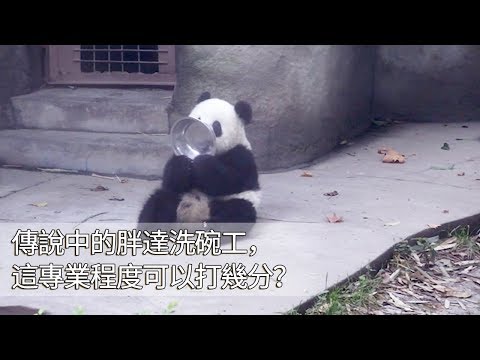 《熊貓早晚安》傳說中的胖達洗碗工，這專業程度可以打幾分？ | iPanda