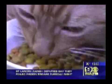 Pet Food Exposed Youtube