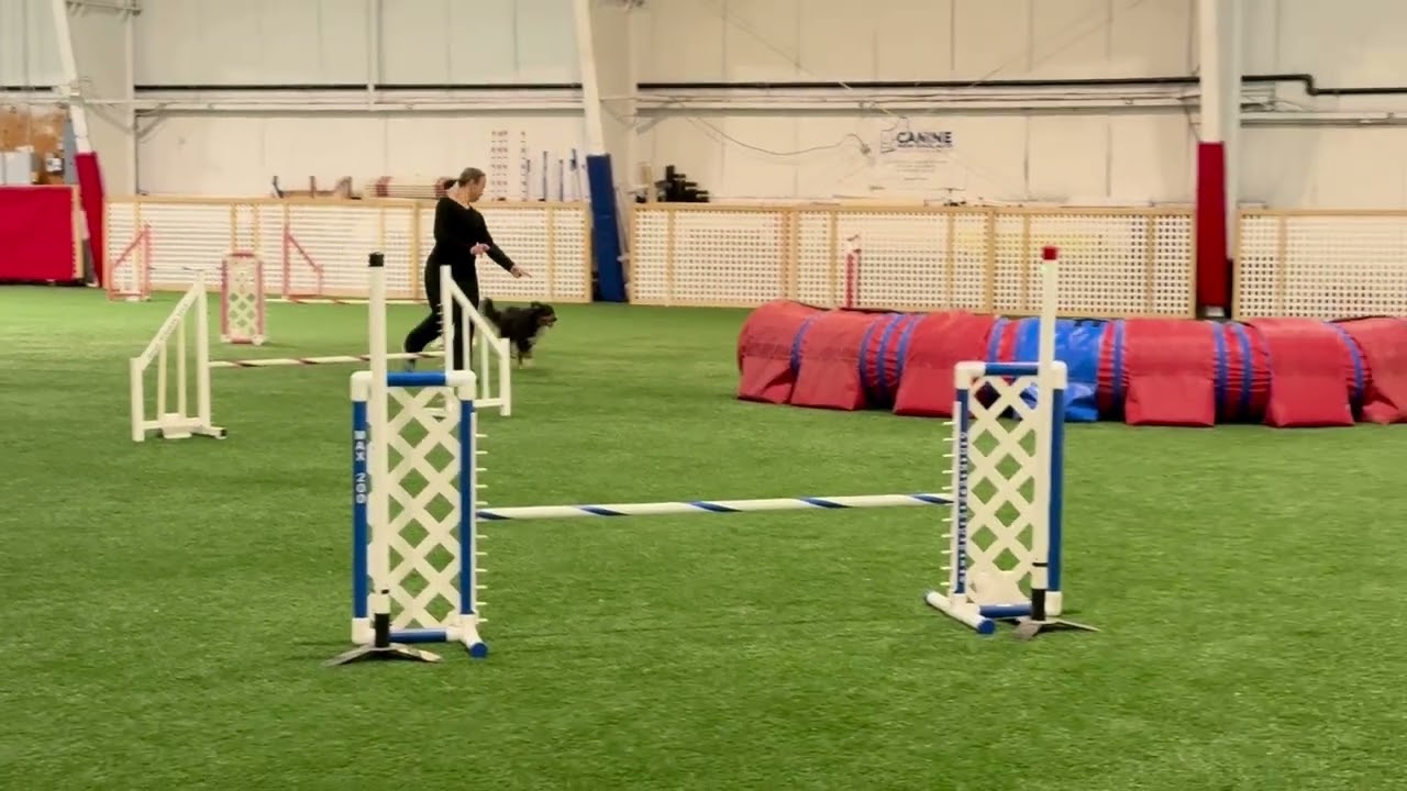 dog agility