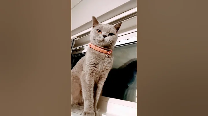 Video 6118841: pets catlover kitty, cats catlover kitty, kitty cat fluffy