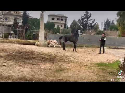   سرجاي بنت الزعيم ليث حلب