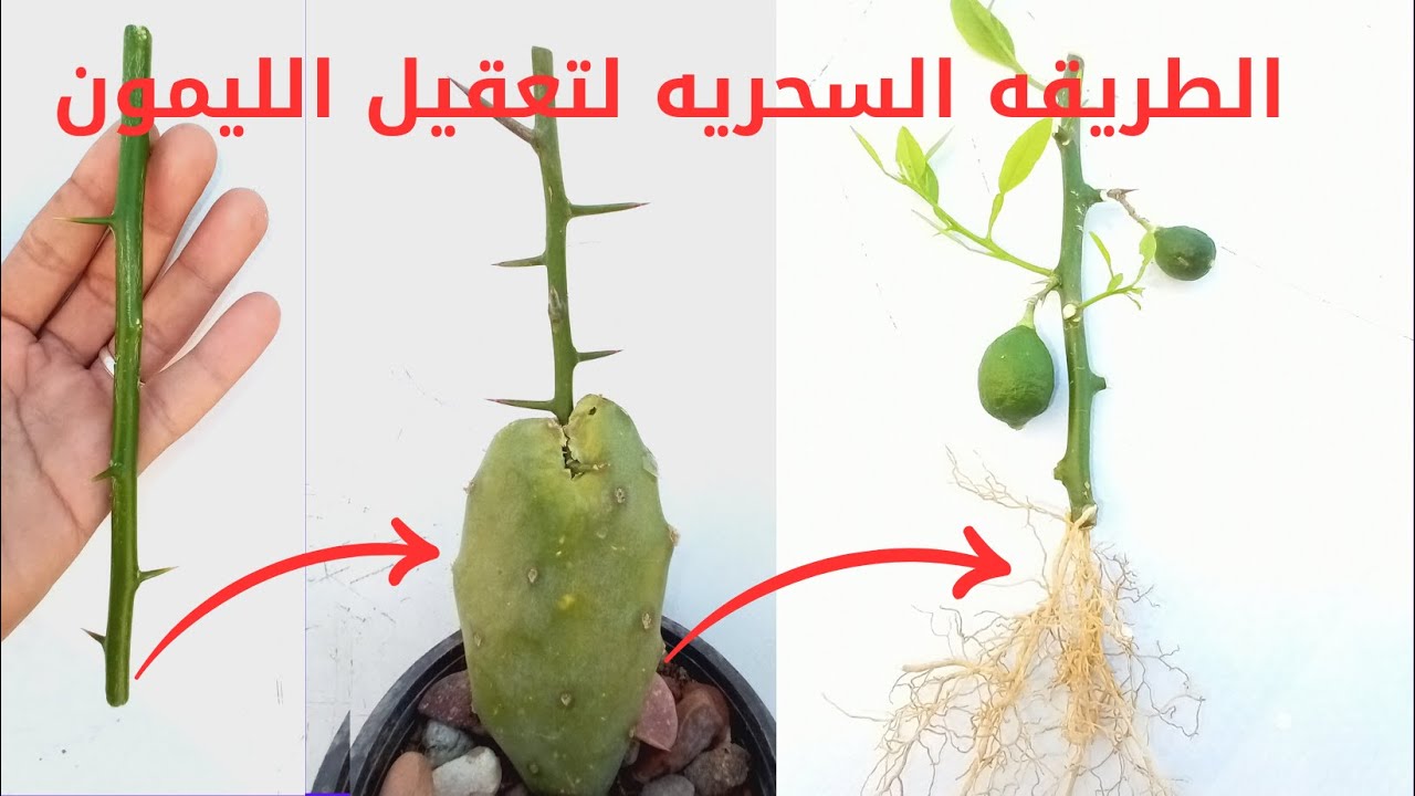 احترف عقل الليمون اا بدون هرمون اا بدون تربه اا واحصل على الاف العقل بسهوله 100%