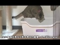 巨大な猫のトイレで用を足すあくび