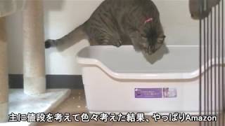 巨大な猫のトイレで用を足すあくび