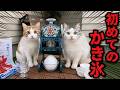 熱中症対策で猫たちにかき氷を作ってあげた結果…