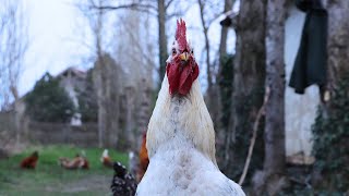 Chicken enjoying first day of spring