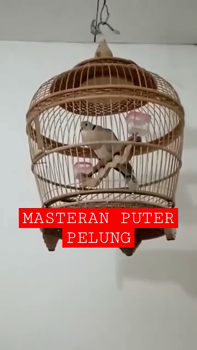 PUTER PELUNG GACOR FULL POWER