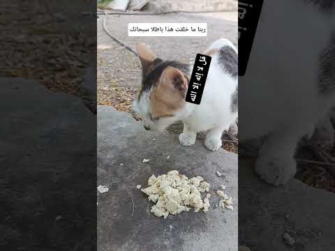 لا إله إلا الله  ربنا اتنا في الدنيا حسنه وفي الأخره حسنه وقنا عذاب النار اكسبلور العلم 
