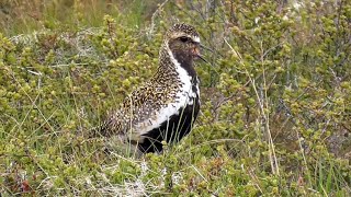 Golden Plover Calling