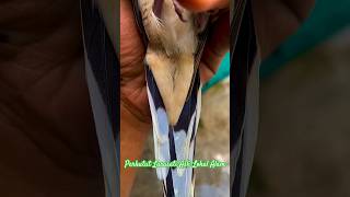 Download Lagu INILAH PERKUTUT LARASATI ASLI LOKAL ALAM!!!!! #perkutut #burung #larasati MP3