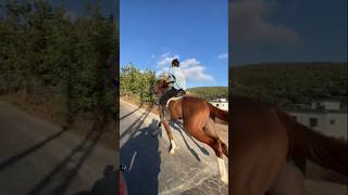 beautiful horse speed