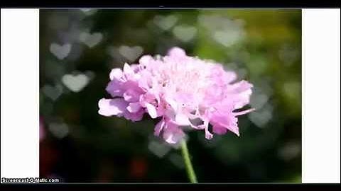 Bokeh Tutorial Using Pixlr.com