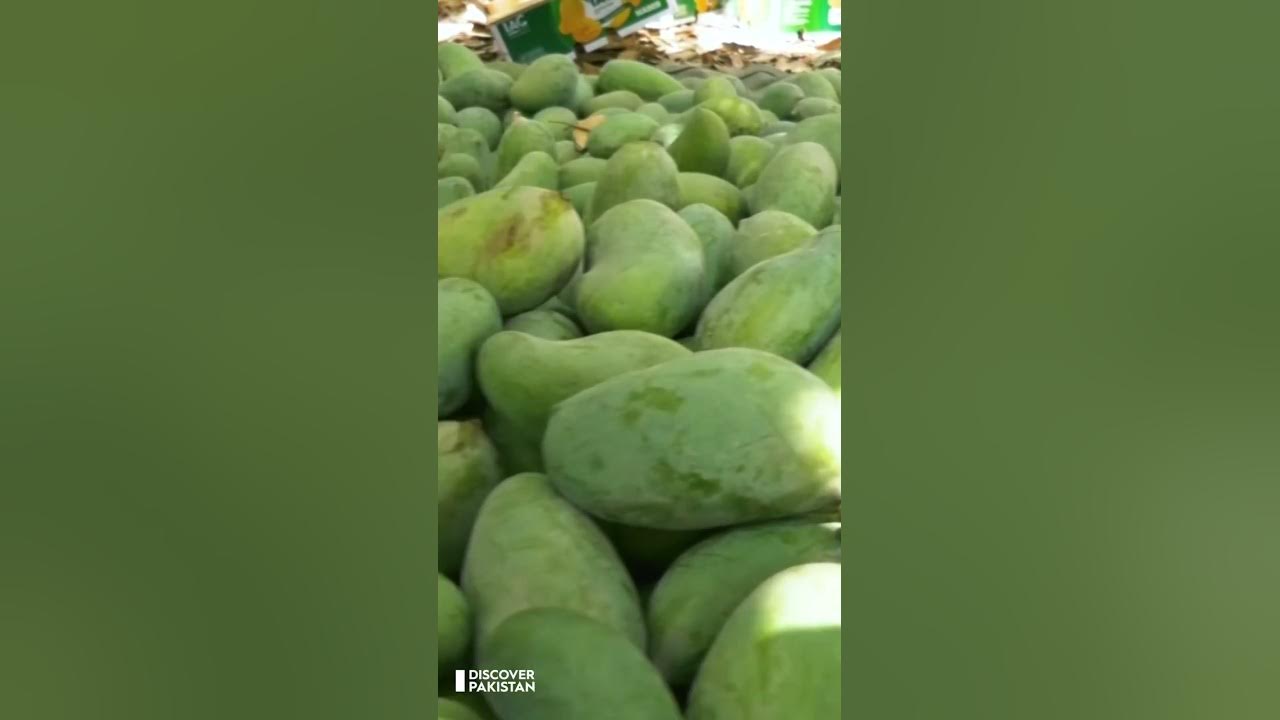 Mango Production In Pakistan Explore Pakistan reelsvideo viralpost mango-production-in-pakistan-explore-pakistan-reelsvideo-viralpost