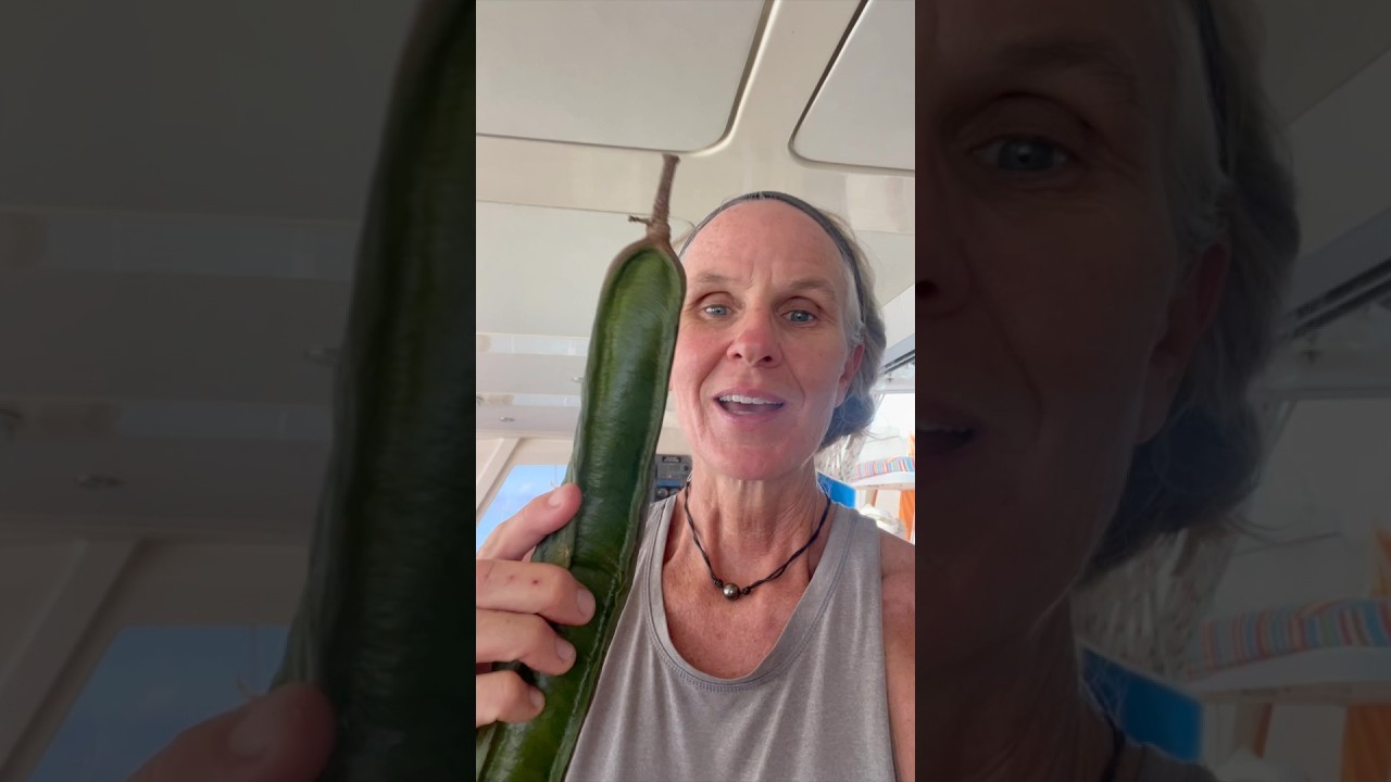 ⁣Another crazy fruit…as much as the Rollinia was wet/soupy, this one is dry! Check it out!  #pacaya