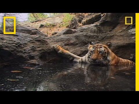 Tiger Eye Up Close And Personal National Geographic Youtube