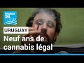 Neuf ans aprs la lgalisation du cannabis luruguay peine  satisfaire la demande