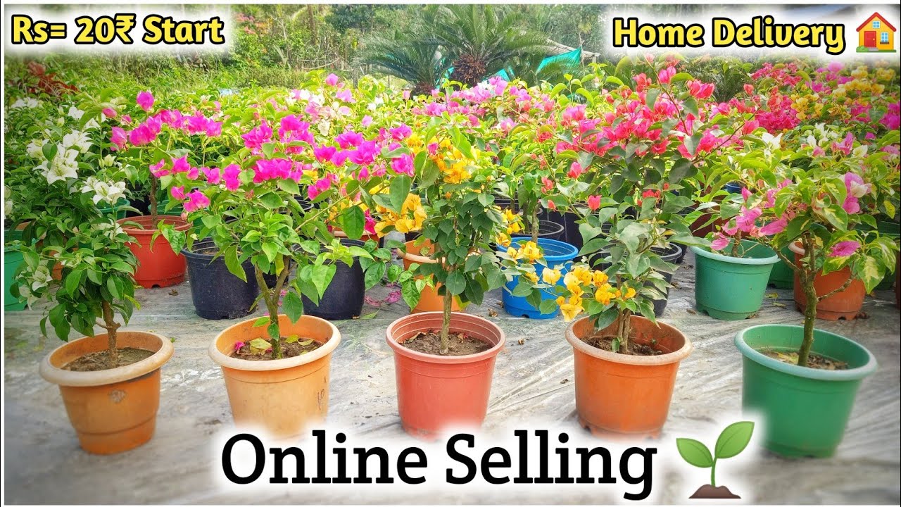 12,inc POT BEAUTIFUL FLOWERS🌸 BOUGAINVILLEA PLANTS SELL ONLINE 🌱 KOLKATA NEW PLANTS NURSERY 🌺