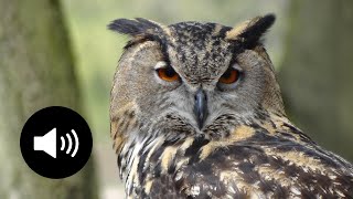Le Cri Du Hibou Bruit Du Hiboux Le Hululement