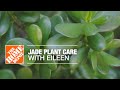 Jade Plant Care with Eileen | Indoor House Plants | The Home Depot