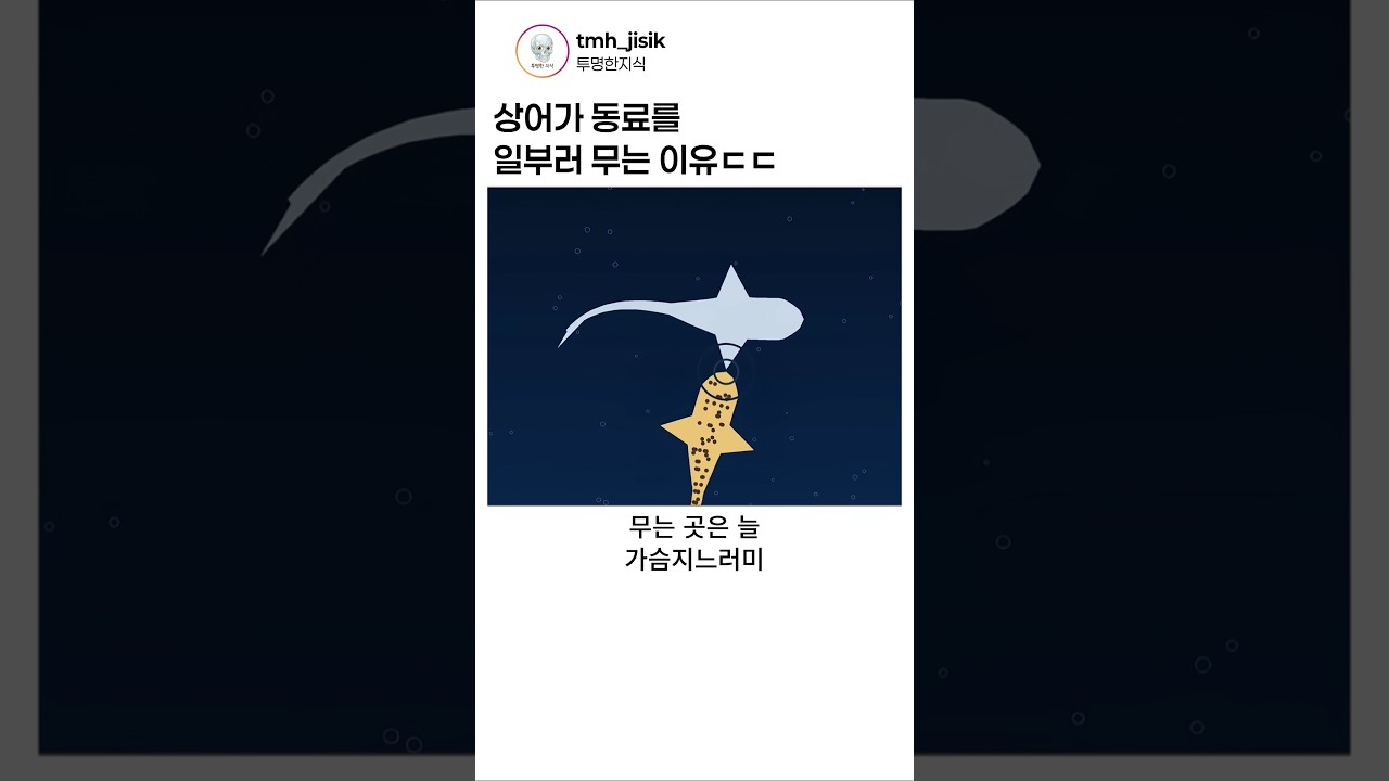 상어가 동료를 일부러 무는 이유 ㄷㄷ