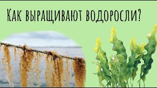 Как выращивают водоросли?|Все о водорослях