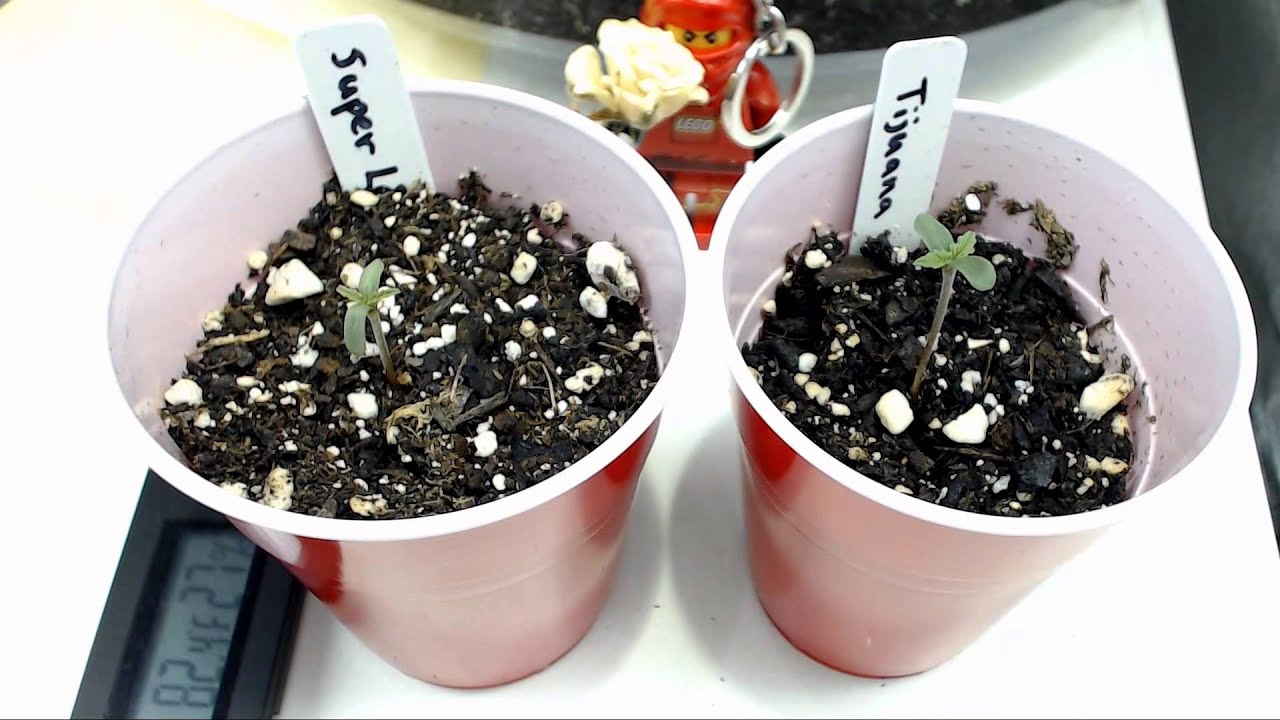 New life Super lemon haze marijuana seedling timelapse