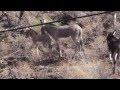 Lake Pleasant WIldlife Male Burro Protects Mare and Colt.mpg