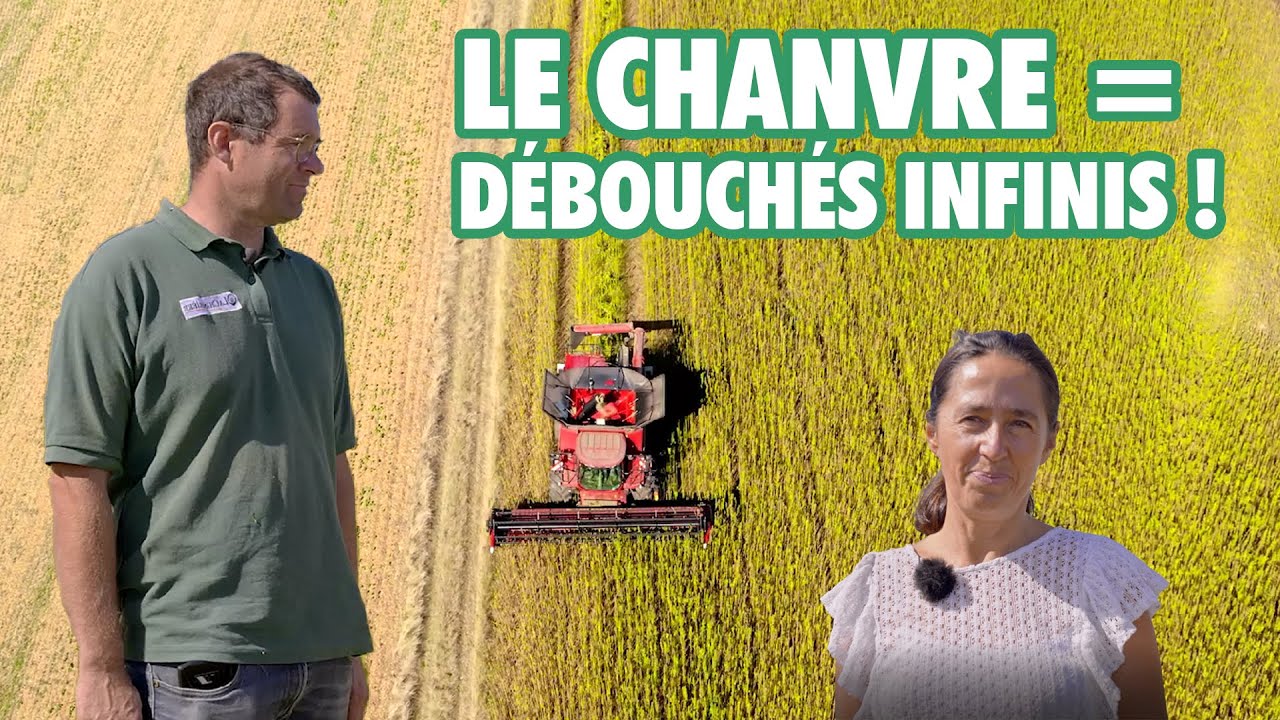 Le chanvre, un excellent précédent pour le blé selon Anicet Bretagne | Les pieds dans les champs