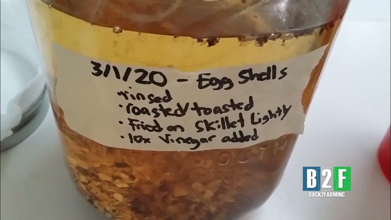 Update Crushed Egg Shells + Vinegar (One Month Later) Liquid Calcium