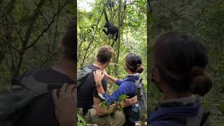 Meeting the Gorillas of Bwindi Impenetrable Forest, Uganda