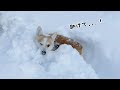 ダイブして埋まりそうになったコーギー【冬本番】