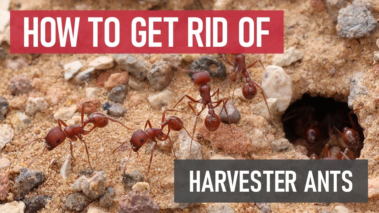 How to Control Harvester Ants [DIY Pest Control]