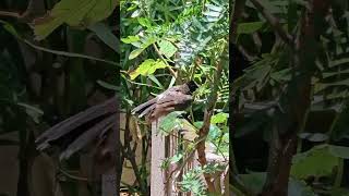 Wonderful Nature/BirdBath in garden#birds#birdbaths#nature#ytshorts#bollywoodsongs#beautifulnature
