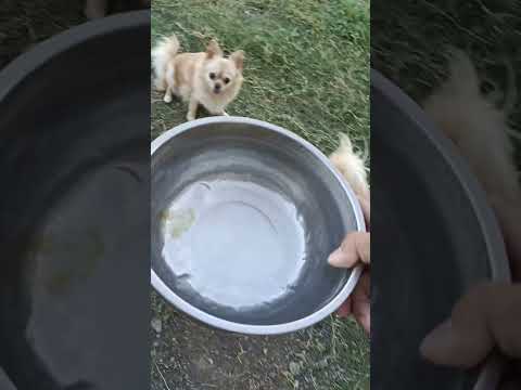 A day in my life as a furmom