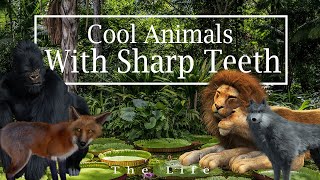 Cool animals with sharp teeth: Gorilla, tiger, lion, baboon and friends.