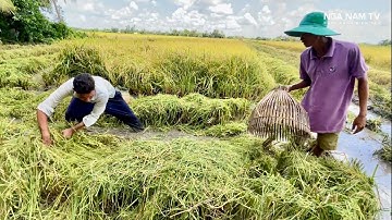 Lần Đầu Đi Săn Bắt Cá Bắt Chuột Theo Máy Cắt Mới Gặp Miếng Ruộng Cá Nhiều Đến Như Vậy P.2/NGÃ NĂM TV
