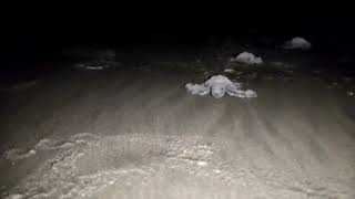 Amazing wonders of nature! Olive Ridley turtle hatchlings emerging out from the last nest at Morjim.