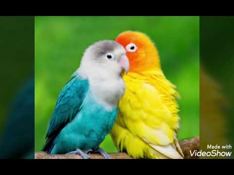   مازن السفاف مع ابو عزو النمو الجزء الأول