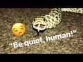 Discuter avec mon animal de compagnie cobra pissy 