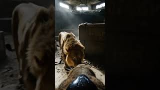 Lion Enters Abandoned Bunker… What It Finds Will Shock You 😱