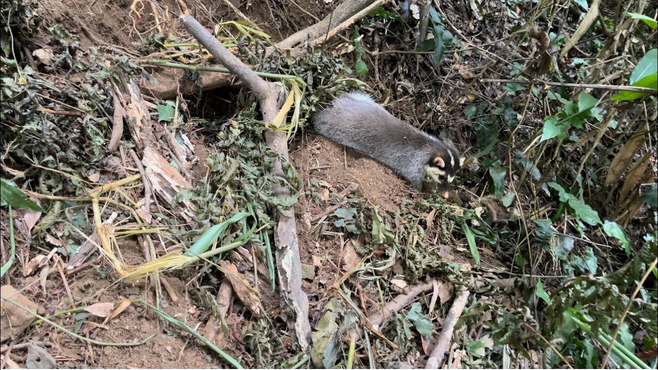 Phần. 10) báo hàng tiếp bạc má khủng ae |Rừng núi Bắc Kạn