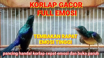 korlap gacor full emosi tembakan rapat emosi tinggi || pancingan korlap agar bunyi dan buka paruh