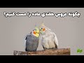 چطور عروس هلندی ماده رو برای جفتگیری آماده کنیم