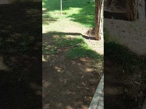 پرنده یاکریم پرواز پریدن زیبا کفتر کرج پارک Short Bird Flight Karaj Birdsounds Birdlovers آسمان