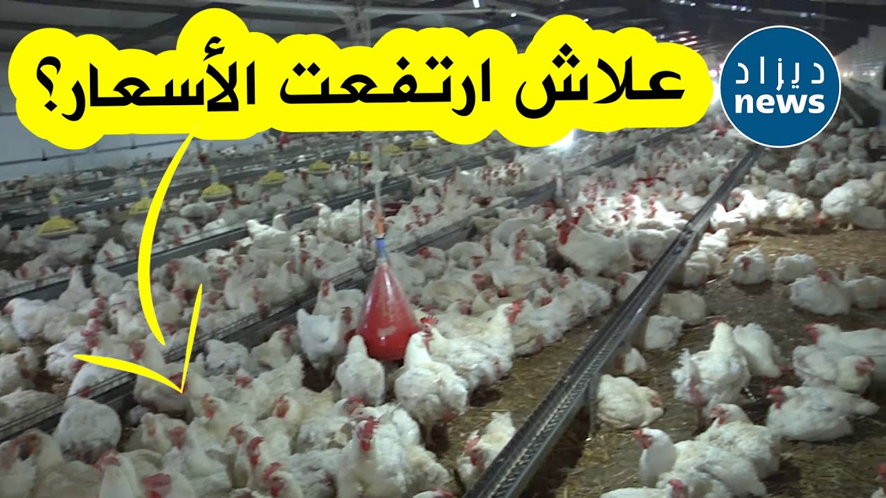 مباشرة من مركب تربية أمهات الدجاج..والإجابة عن السؤال اللغز: لماذا ارتفعت أسعار الدجاج بشكل جنوني؟!