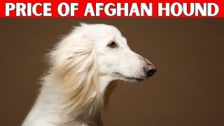 Price of Afghan Hound Dog | How Much is an Afghan Hound Dog?