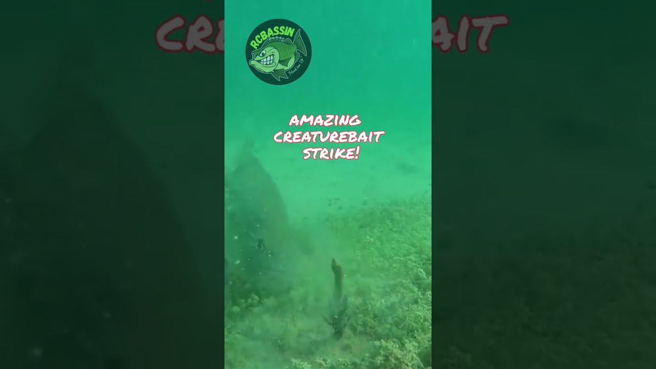 AMAZING UNDERWATER BIG BASS – The Best Bass Fishing Creature Bait INHALED #shorts