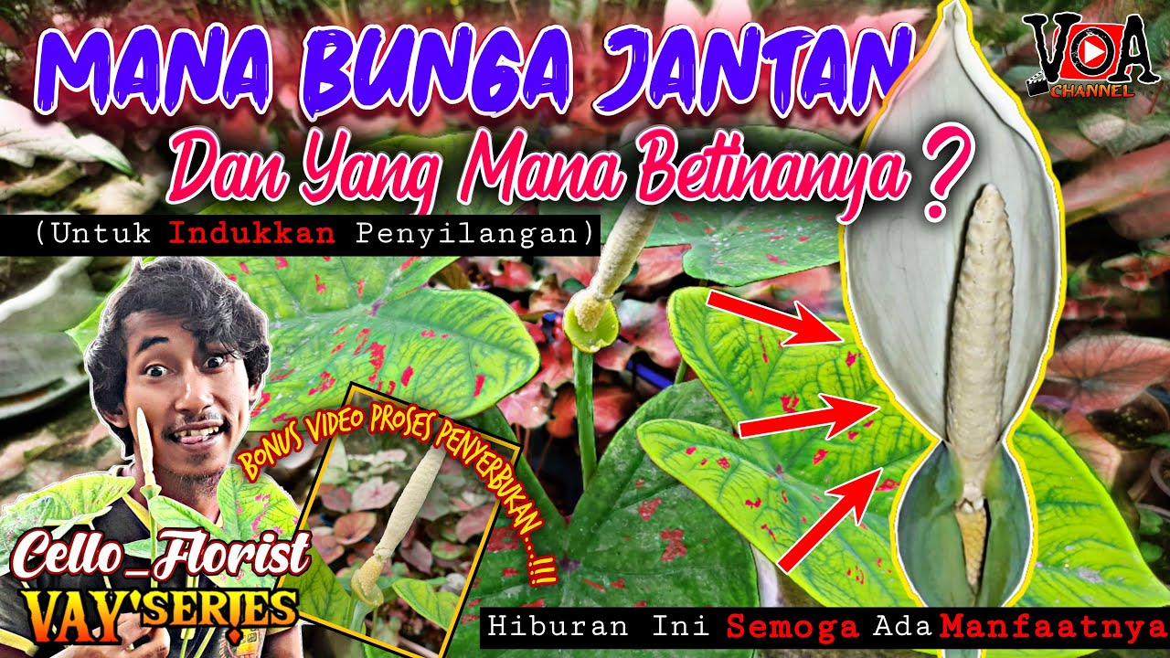 Cara Mengetahui Bunga Keladi Jantan dan Betina Untuk Indukan Penyilangan | Pemula Wajib Tau | Komedi