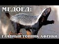 МЕДОЕД: БЕССТРАШНЫЙ И НЕУЯЗВИМЫЙ ЗВЕРЬ | Интересные факты о медоеде