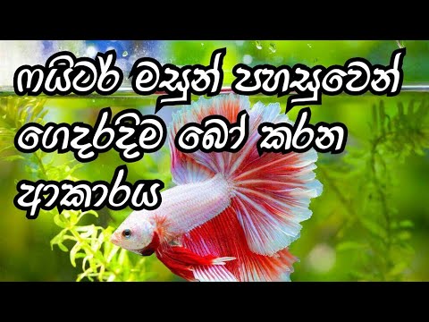 How to breed betta fish in sinhala/How to breed fighter fish/D.H FISH ADVISOR